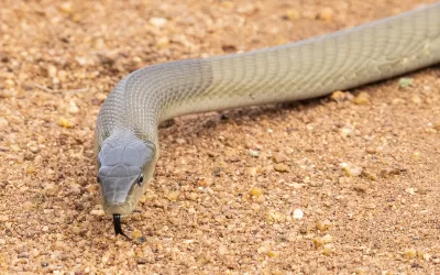Watch out for this poisonous fellow!