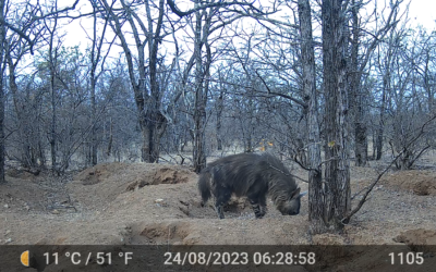 Happy wild dog puppy news!