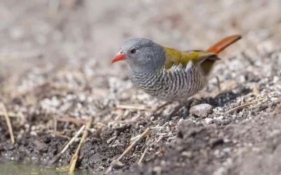 Waterhole birding at Limpopo-Lipadi