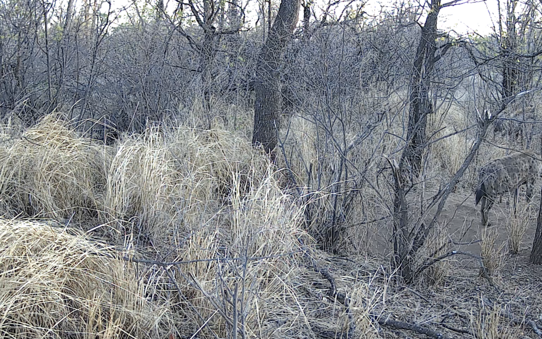 Spotted Hyena den site