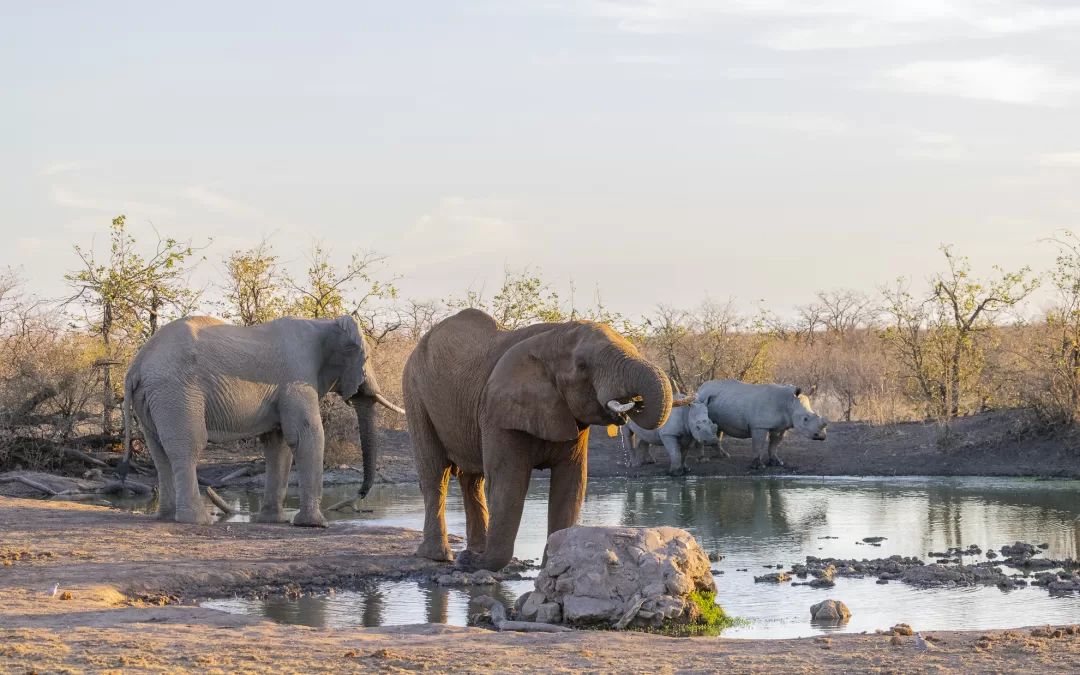 Elephant and rhino side by side