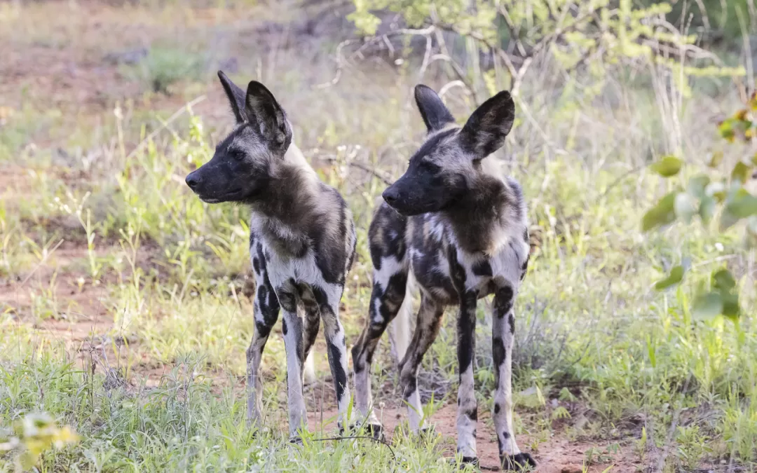 Wild dog pups growing up so fast