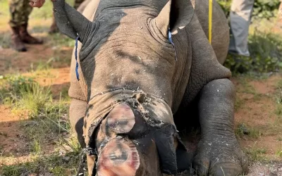 Dehorning our rhinos