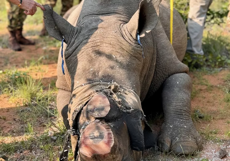 Dehorning our rhinos