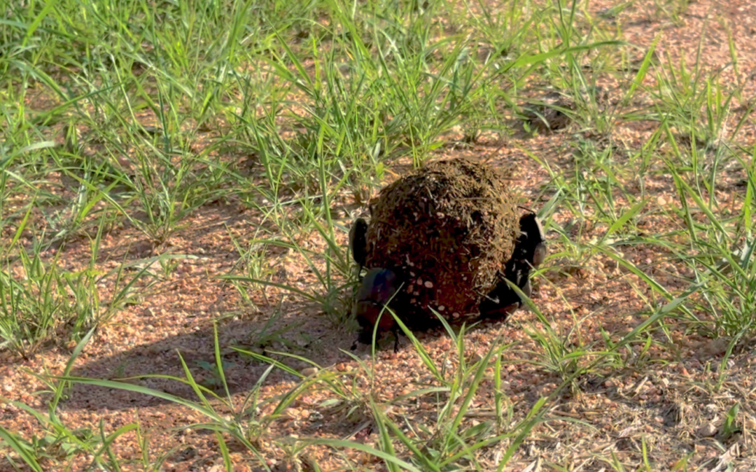 The (not so) secret life of dung beetles