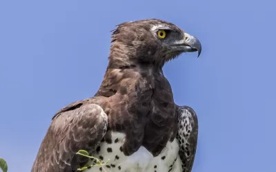 Discussing bird species: is it really a martial eagle?