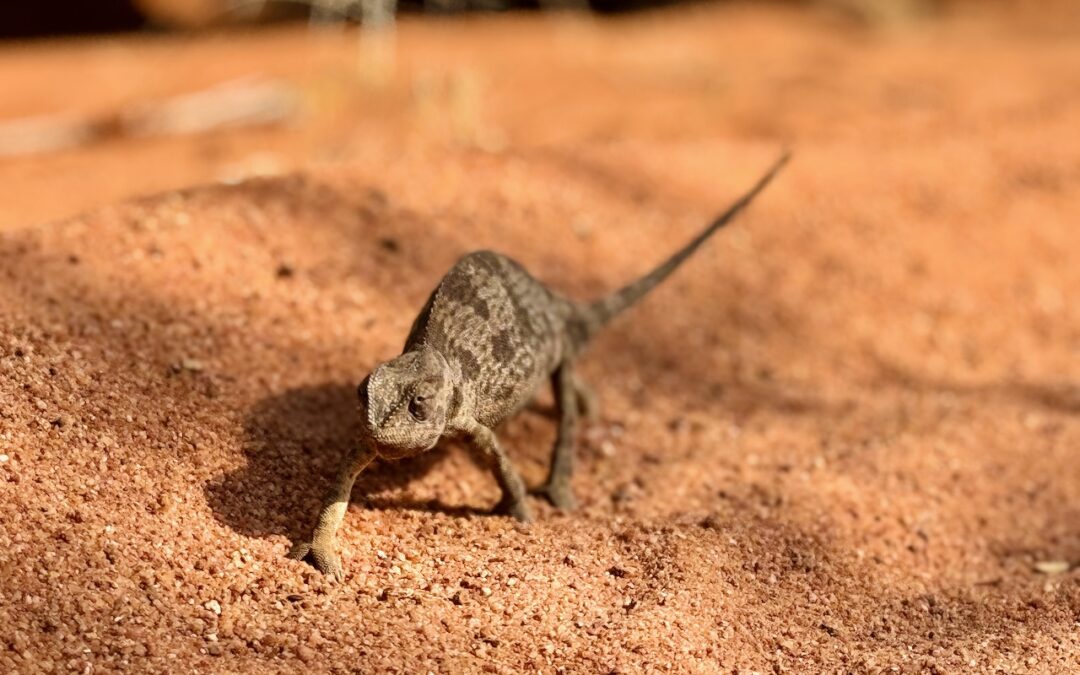 Flap-necked Chameleons: Tiny “ground lions”