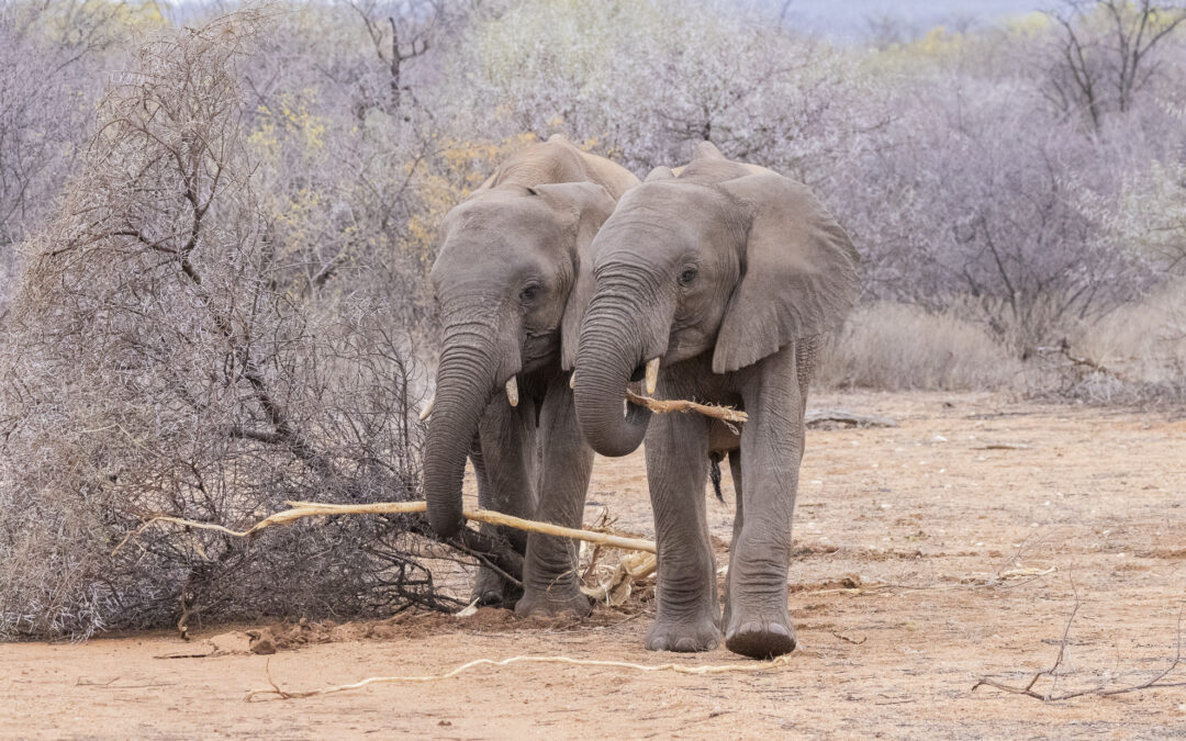 Is drought on the Limpopo Valley horizon?