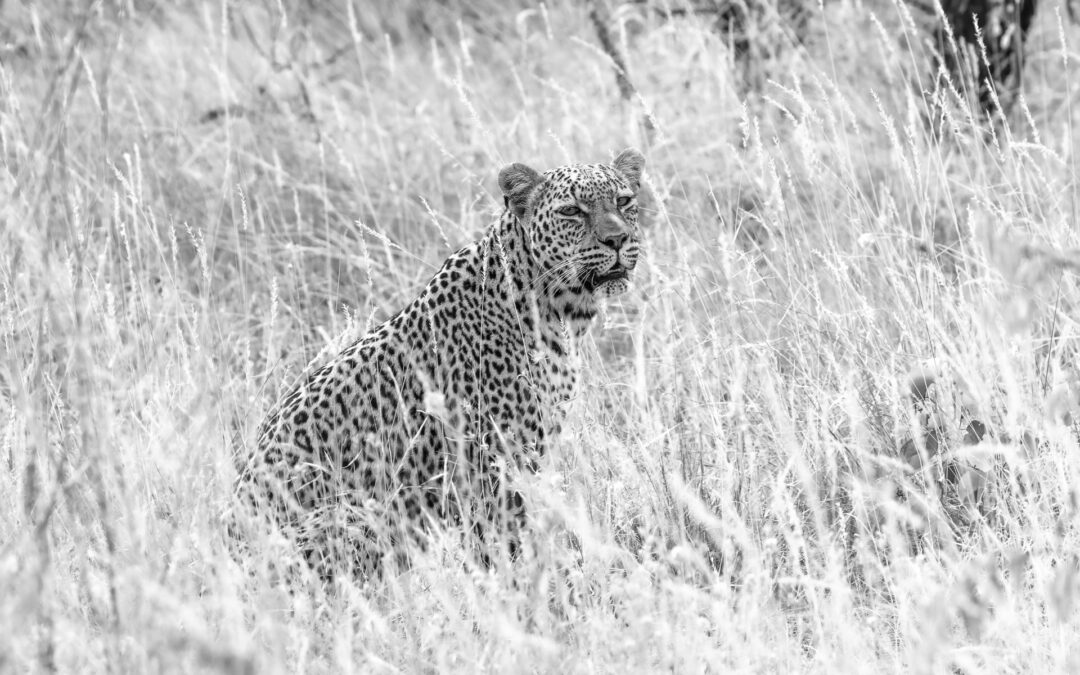 Young leopard hiding in plain sight