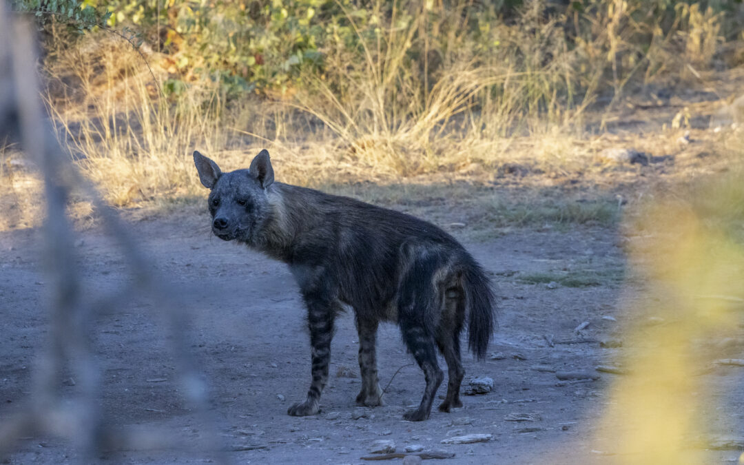 The Enigmatic Brown Hyena