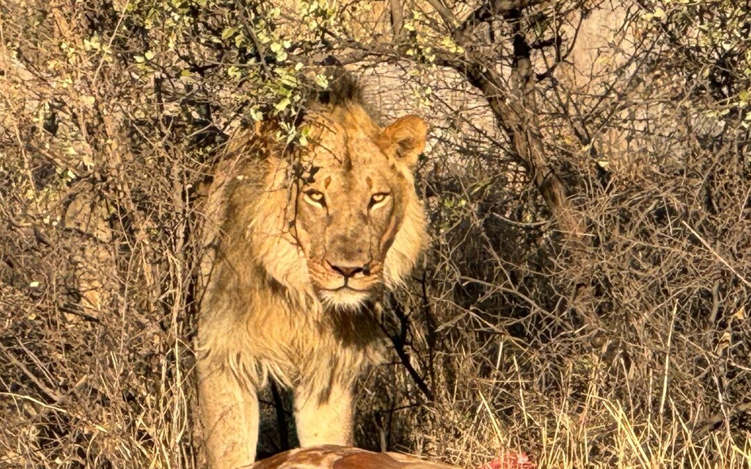 Lions making a kill