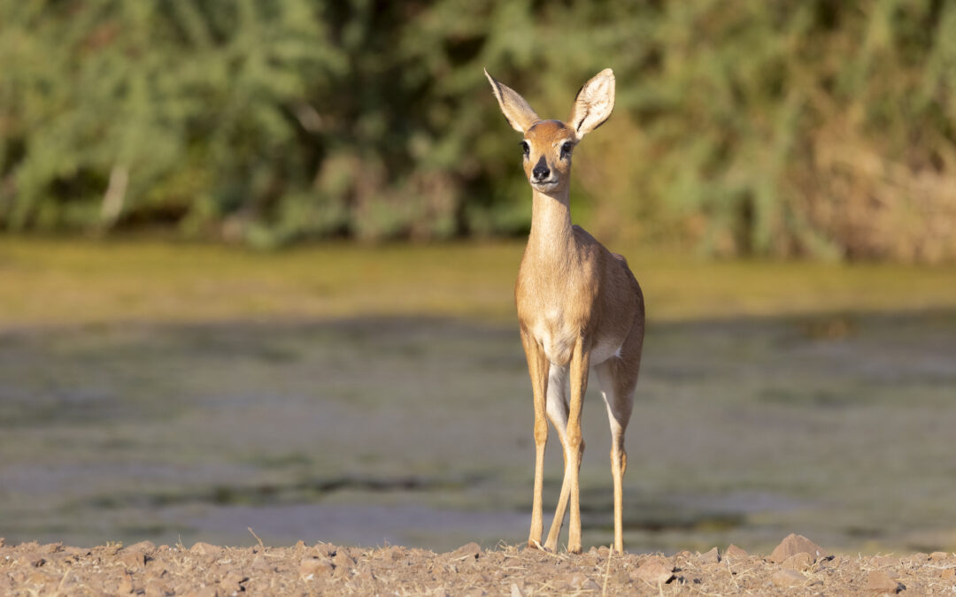 A Rare Encounter at the Waterhole