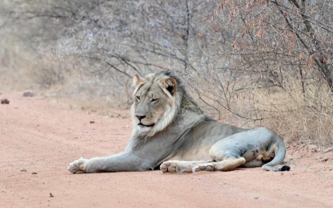 Spending Time with the Lions