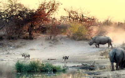 Limpopo-Lipadi’s iconic species