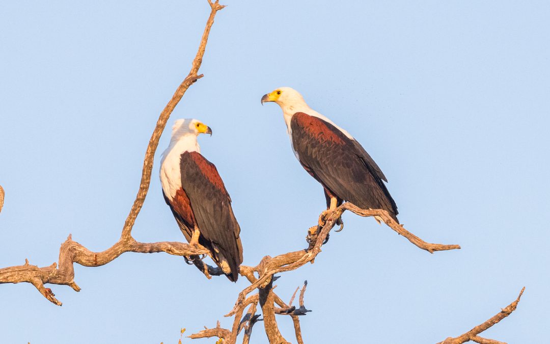 The Iconic African Fish Eagle