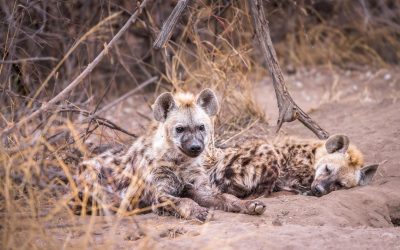 Two Hyena Cubs Waiting by the Den