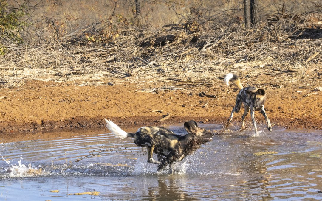 Wild Dogs’ Water Frolics