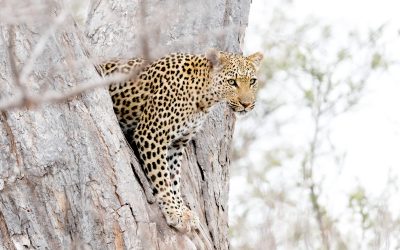 Peek-a-booh with a Young Leopard