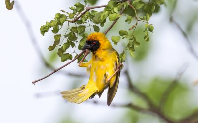 The Art of Nest Building