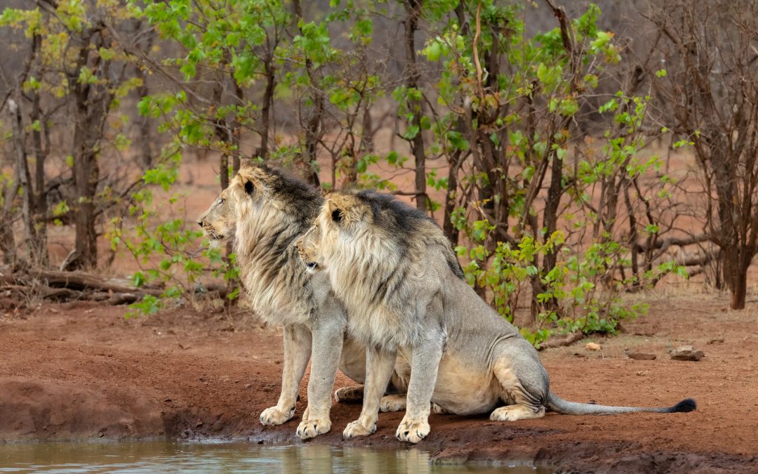 Lion Dynamics at Limpopo-Lipadi