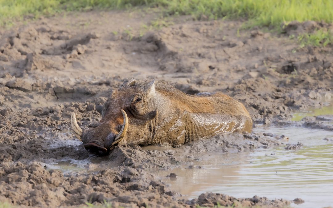 True Happiness – Mud-waddling warthog