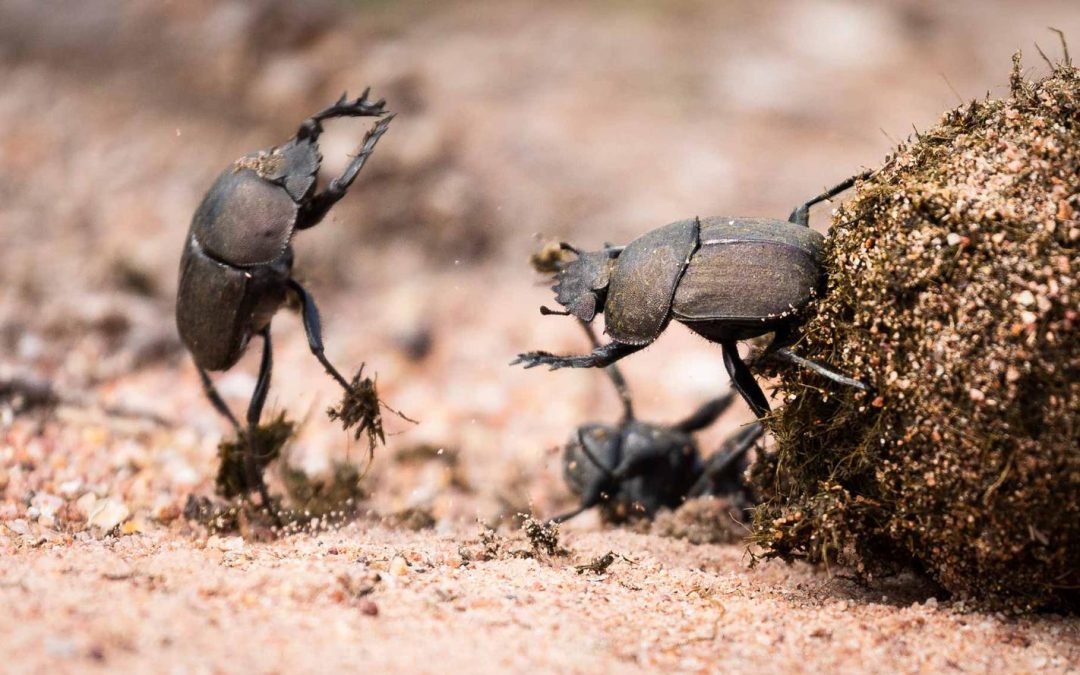 Dung Beetle Warriors