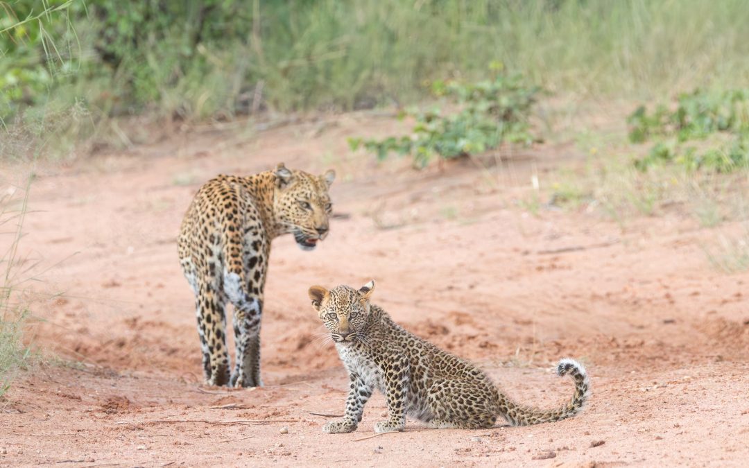 Leopard cub lullabies