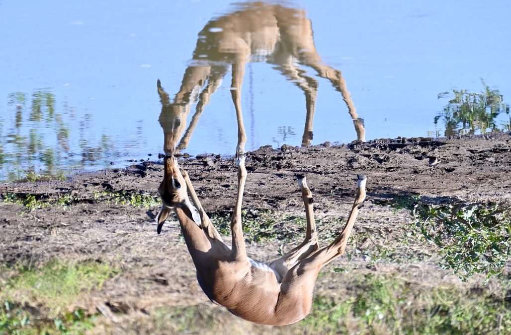 Everyday Wonders in the Bush