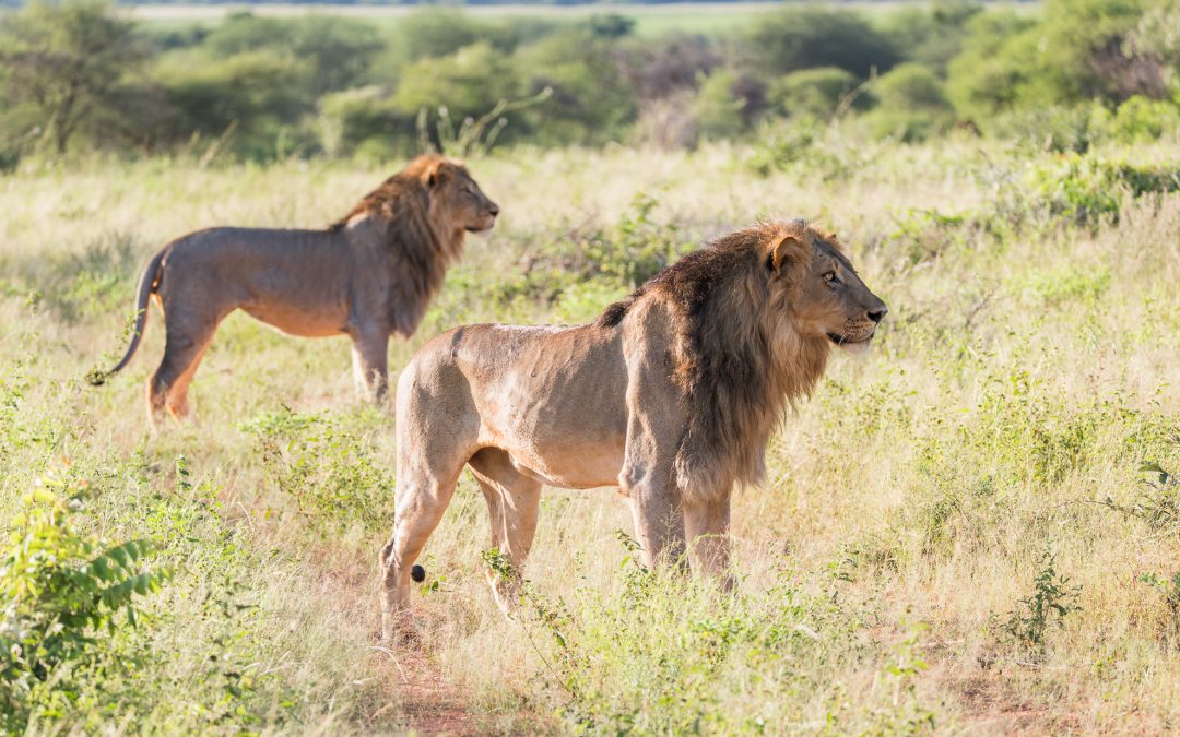 The Balance of Survival