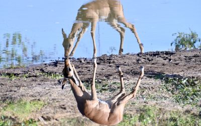 Everyday Wonders in the Bush