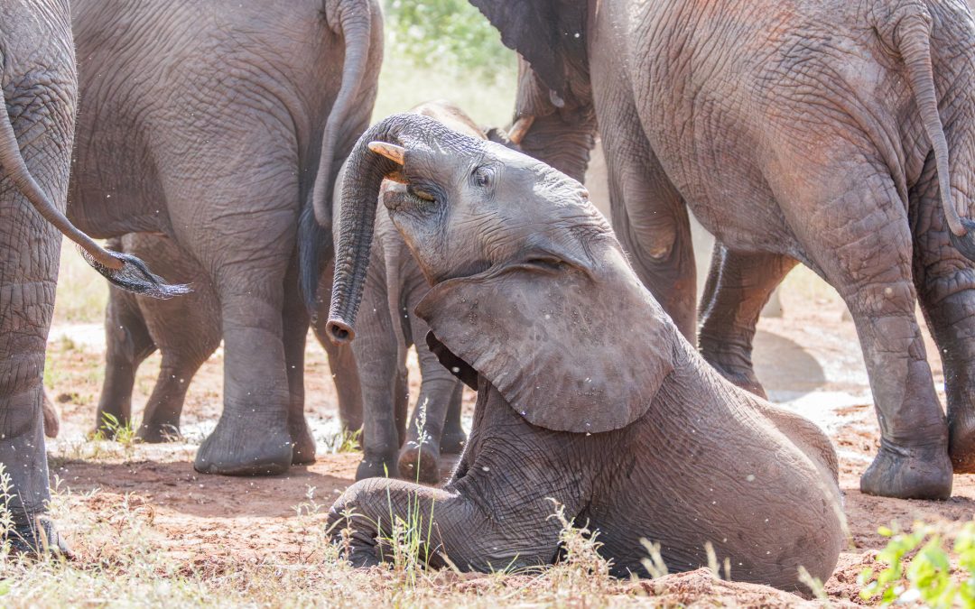 When Elephants Make Their Own Plans