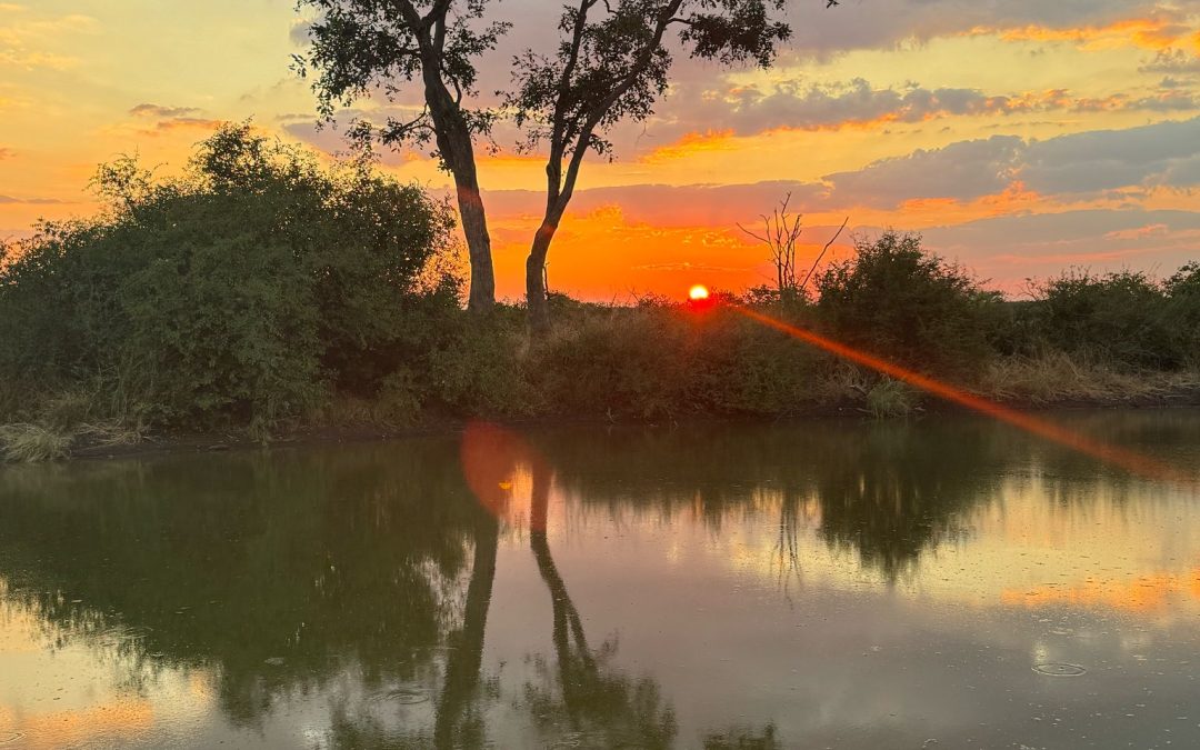 The Kings of the Road — and a Little Leopard Cub
