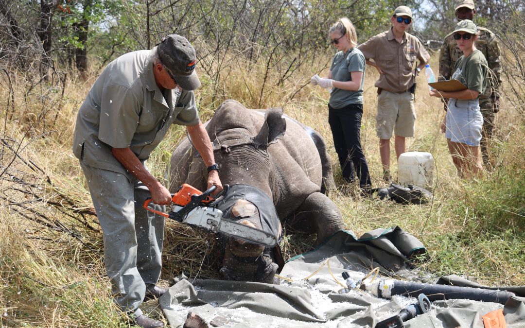A Day to Never Forget – Rhino Conservation in Action