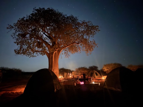 A Night Under the Baobab: Bush Luxury and Wild Visitors