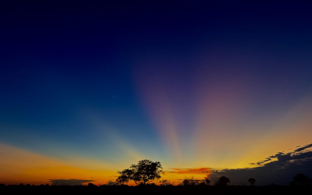 The Wild, Unfiltered