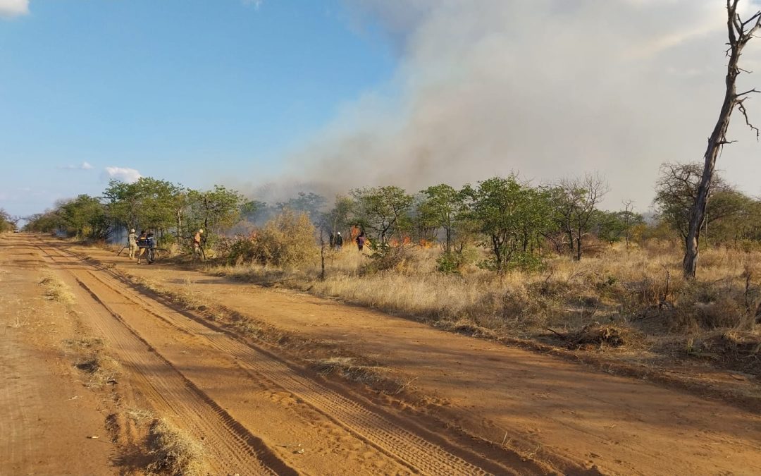 Fire with Purpose: Why We Burn the Bush at Limpopo-Lipadi