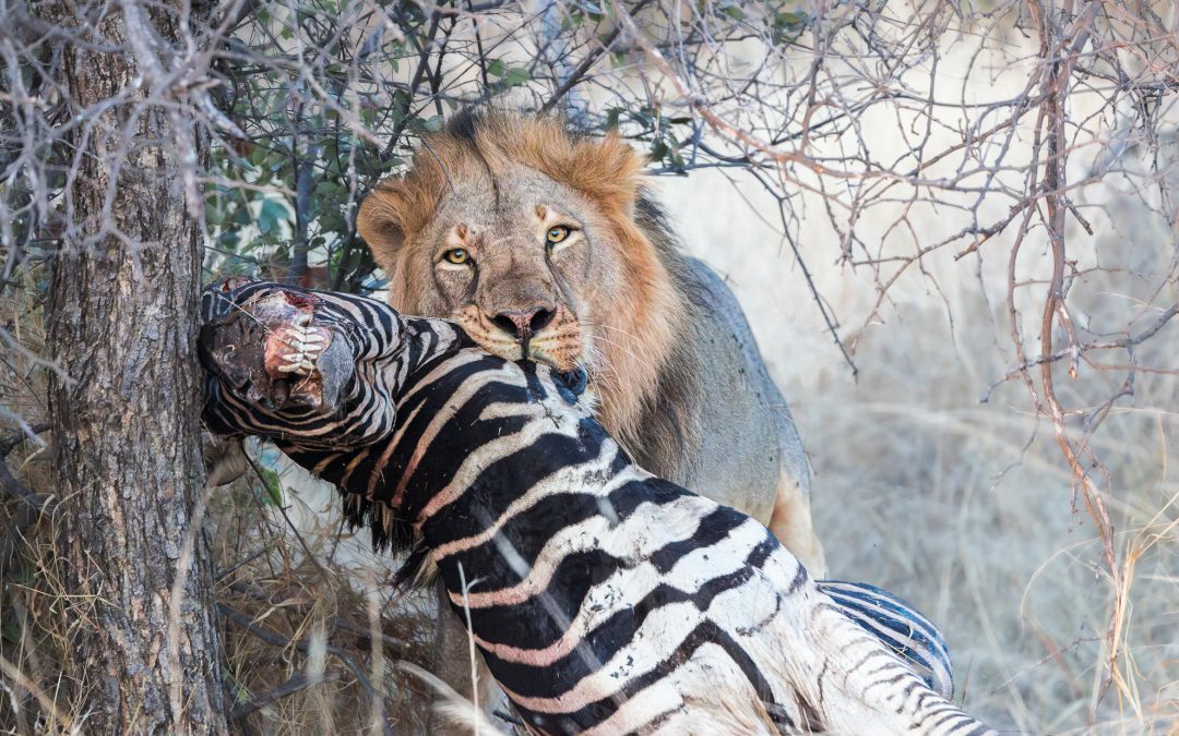 When the Bush Calls: Lions, Jackals, and an Unexpected Detour