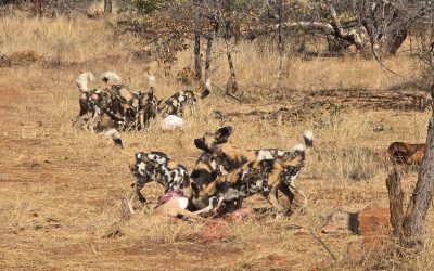 From Tuli to the Kalahari: Wild Dog Relocation for Conservation