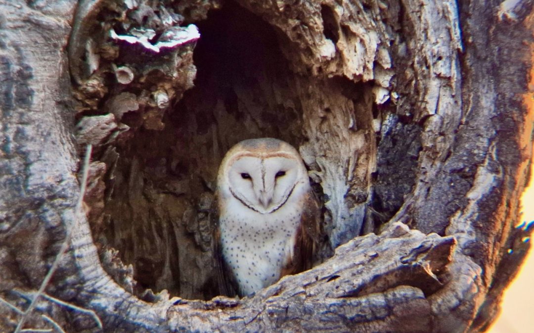 Barn Owls, Elephants, and the Balance of the Bush