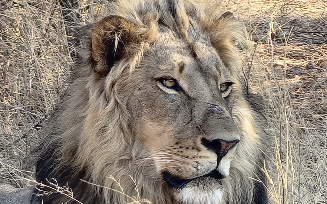 Otters on the Limpopo (and more!)