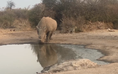 A Spectacular Shared Moment at the Waterhole
