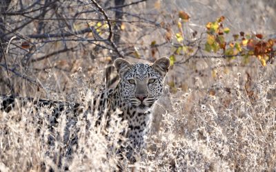 Predators in the Stillness