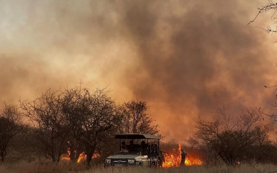 Learning in the Bush