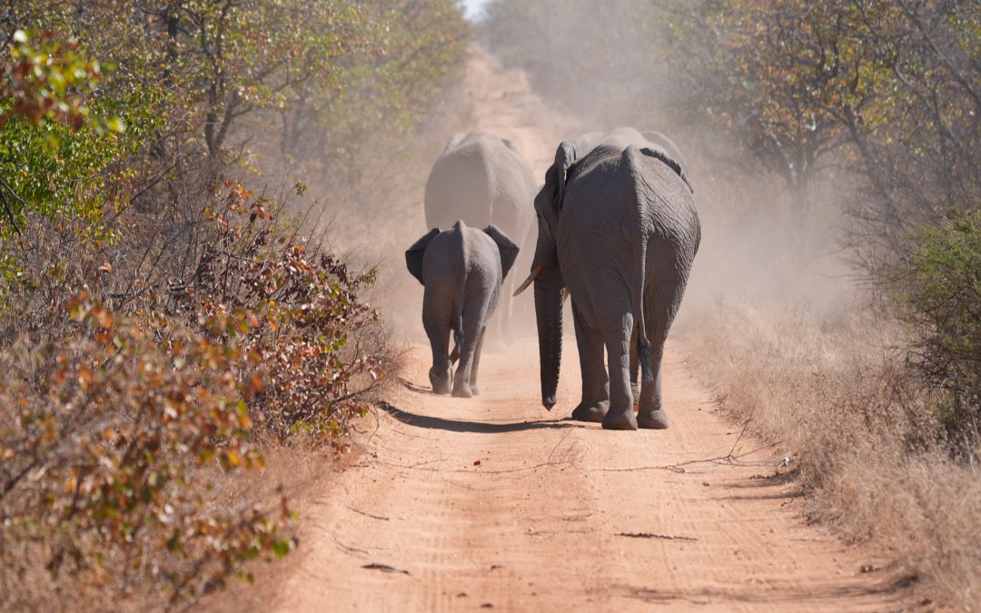 Gentle Giants and Small Wonders