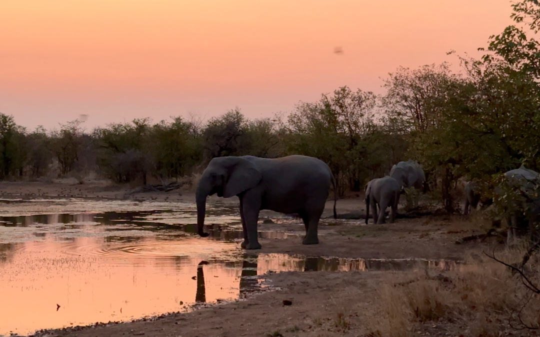 When the Unexpected Finds You at Limpopo-Lipadi