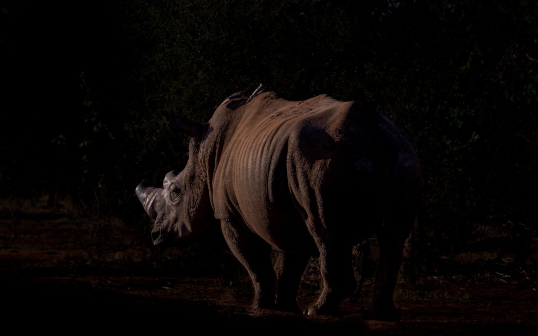 Playing with Light in Wildlife Photography