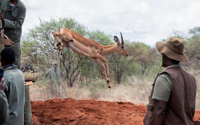 Moving Wildlife with Purpose