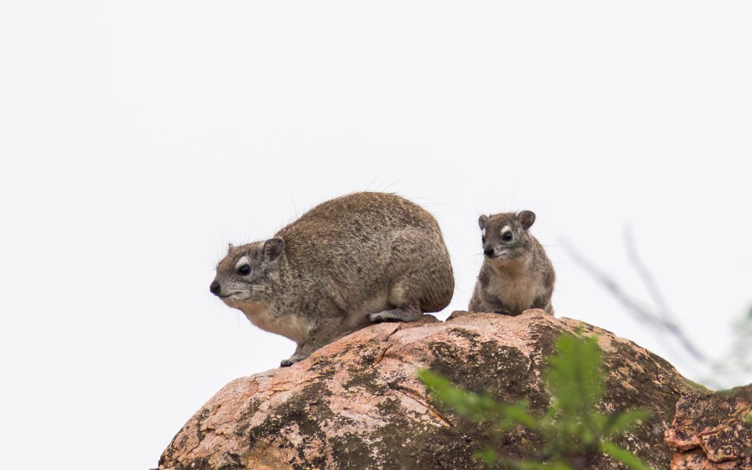 Small but mighty relatives