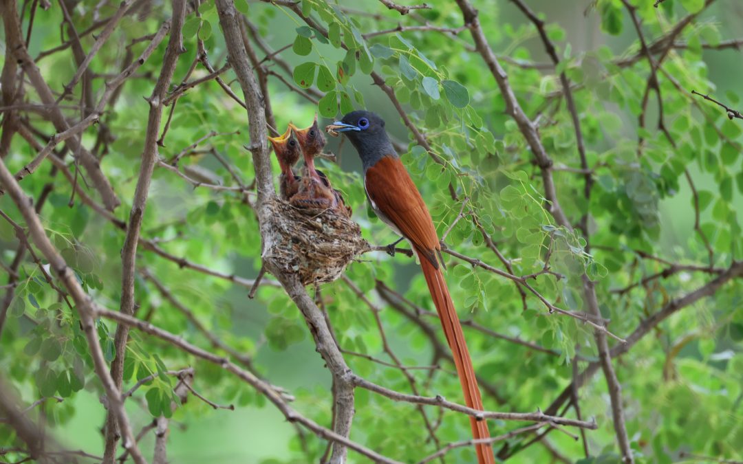 Breakfast with the Flycatchers