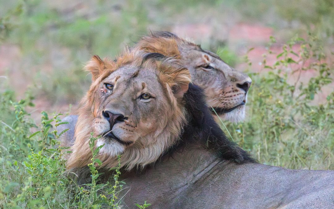 The Sound Wildlife Fears Most